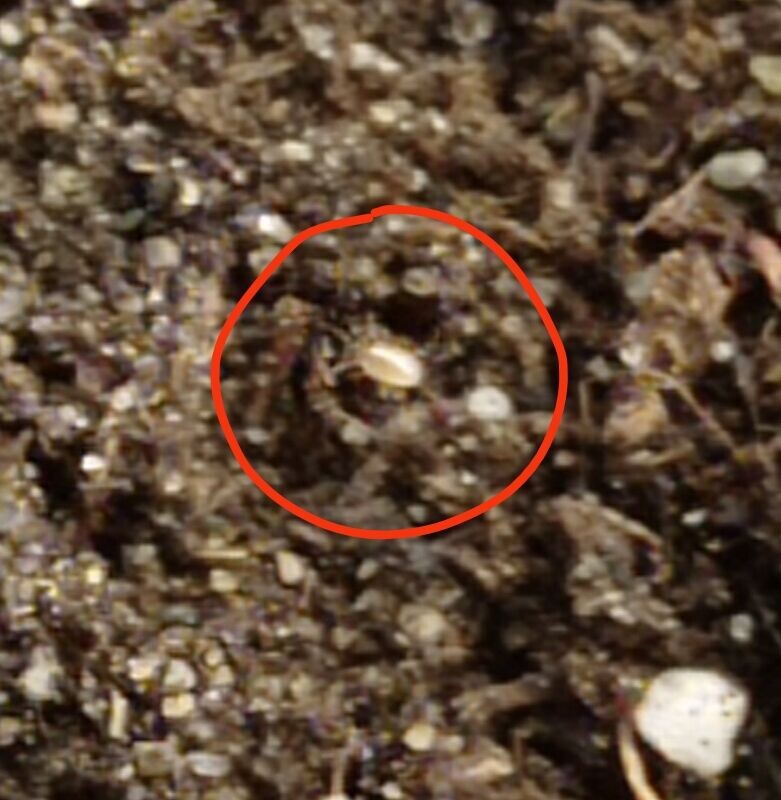 Полура обведена кружочком.