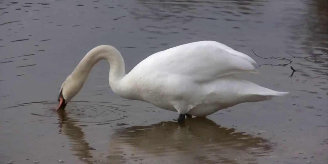 Лебеди нас обманули: как птицы создали самый большой миф о верности