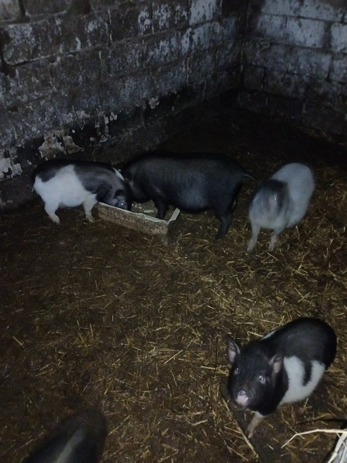 Листайте вправо, чтобы увидеть больше изображений