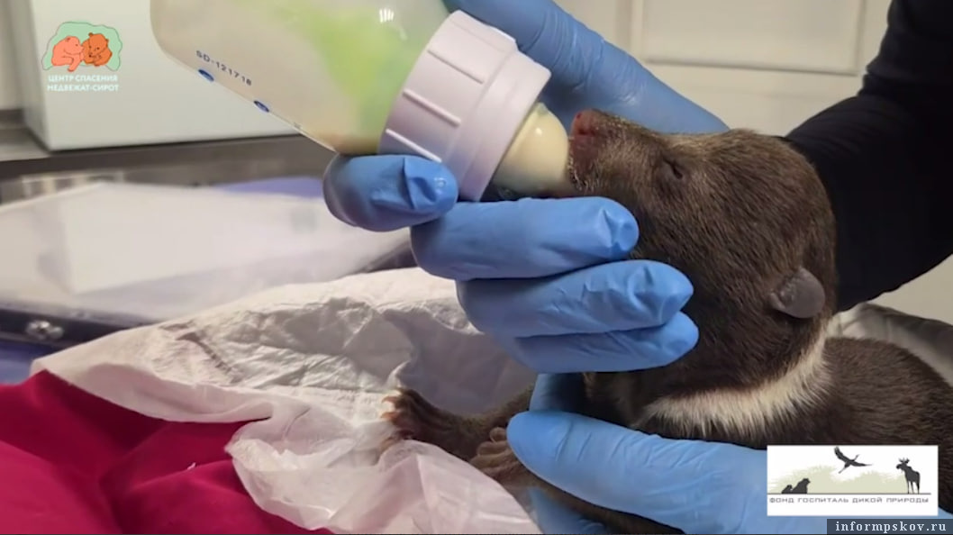 Скриншот видео центра спасения медвежат-сирот