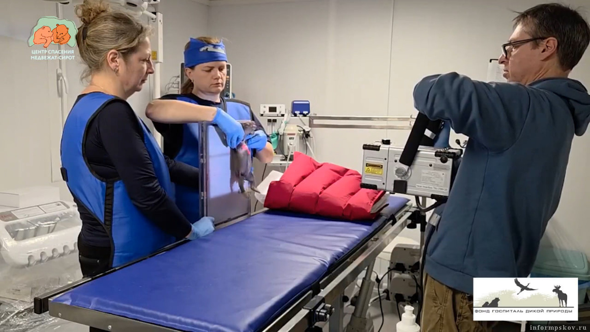 Скриншот видео центра спасения медвежат-сирот