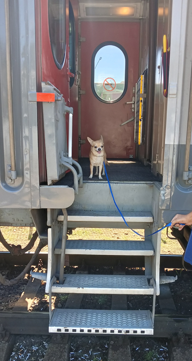 Наш Бонапарт).