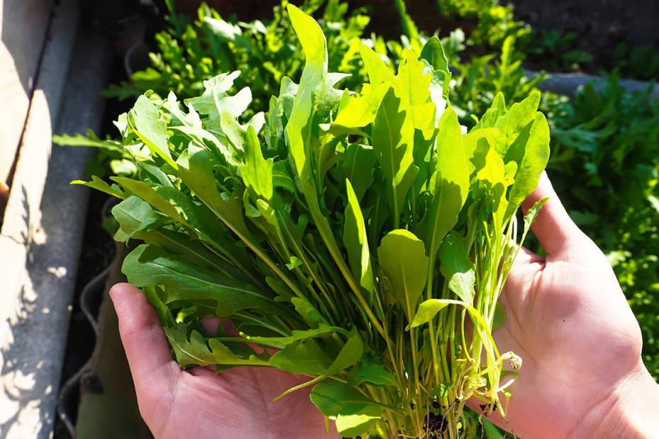    Shutterstock/FOTODOM