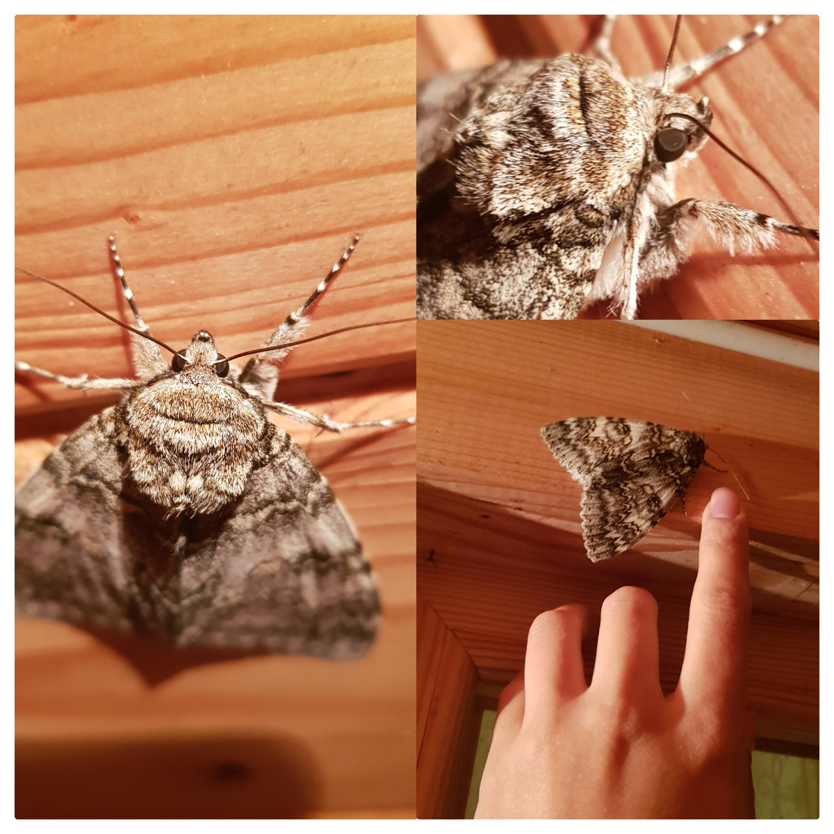 фото автора «Дело о ночном визитере с тонкими усами. Расследование началось».