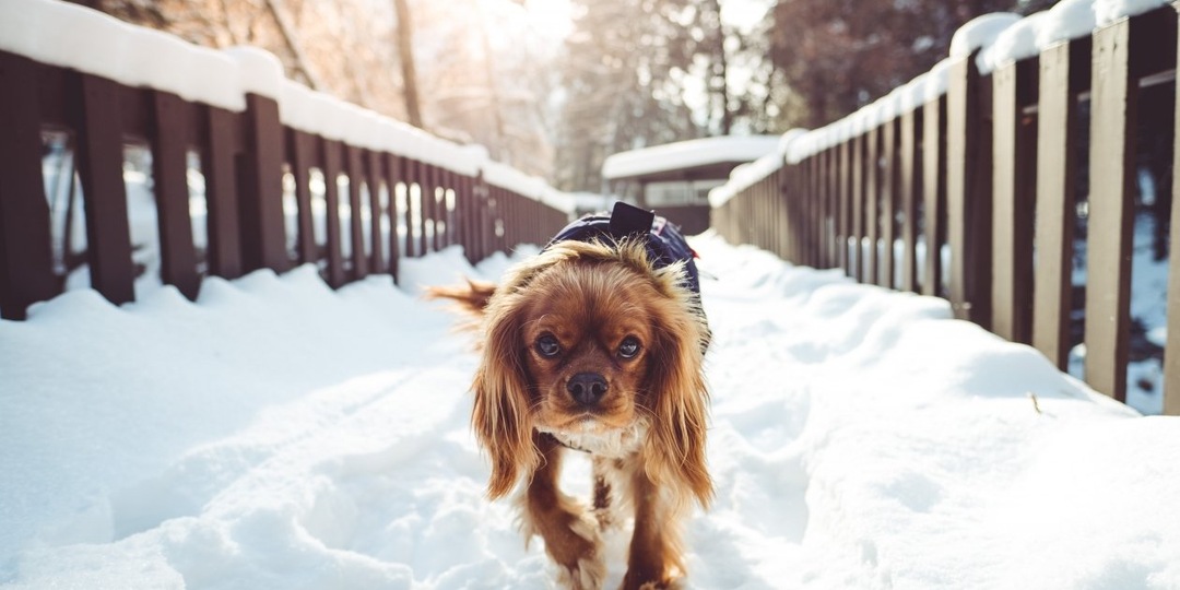 Зима - не только для хаски: как гулять с собакой в сильный мороз - мнение ветеринара