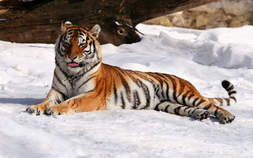 Полосатый тигр против стаи: почему встреча с волками опаснее схватки с тигром