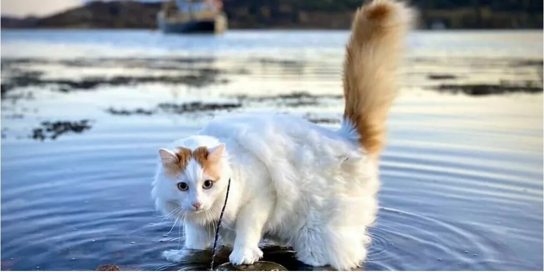 Самые не популярные породы кошек в 2026 году. От кого россияне массово отказываются и почему?