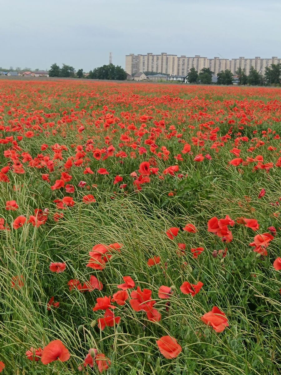 Поле в Краснодаре рядом с ЖК Дыхание