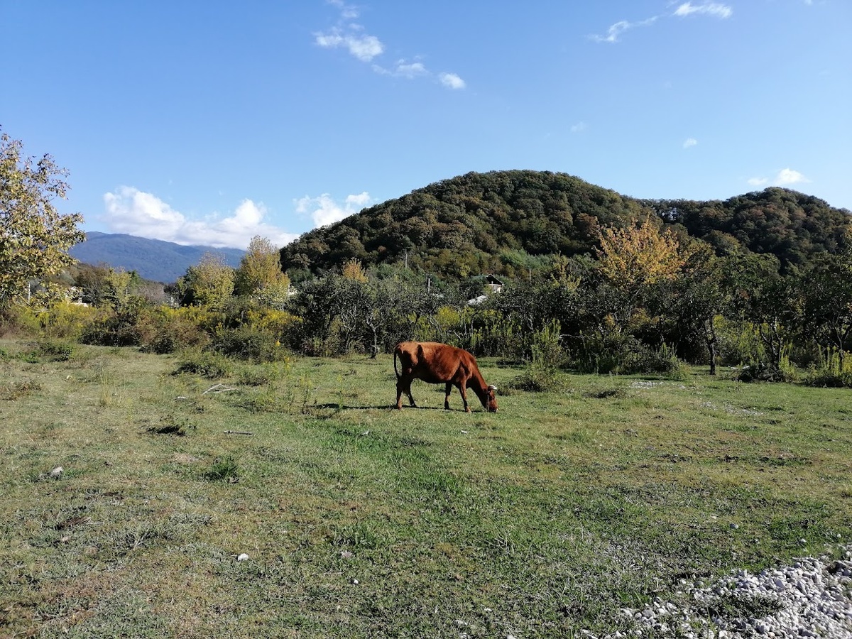 Заброшенный цитрусовый сад в Лдзаа (Абхазия) Фото автора