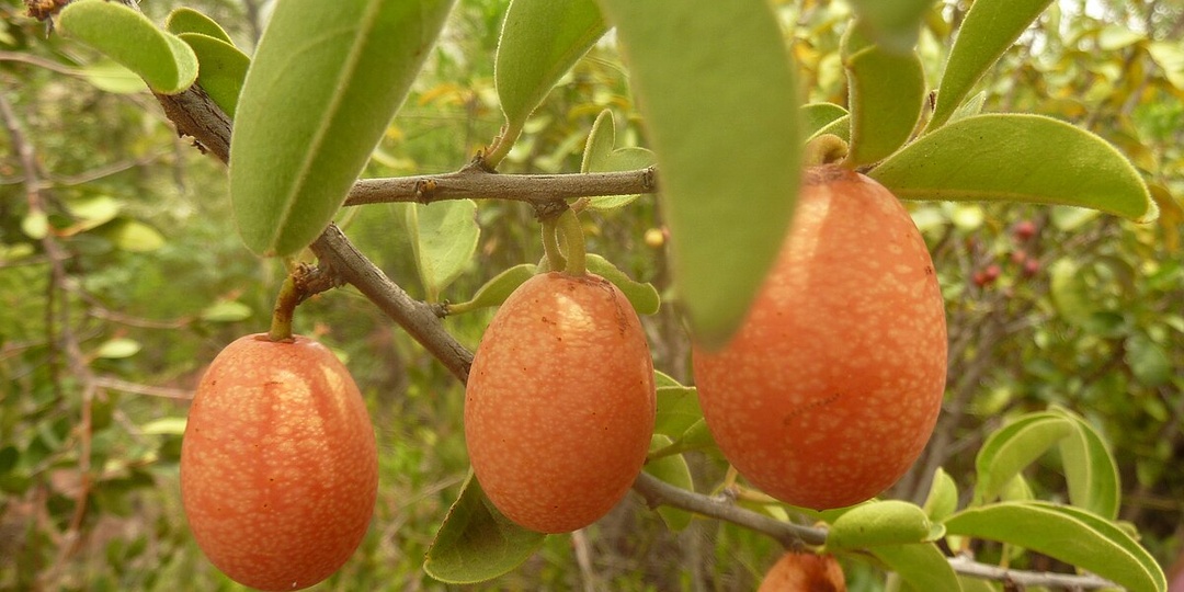 Ксимения американская