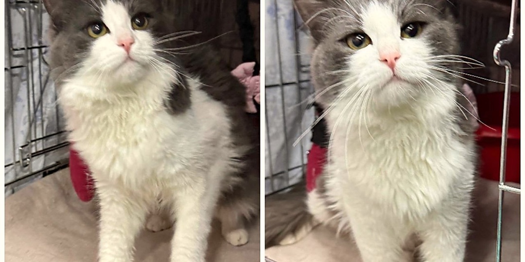 Ищем семью для котика Мориса, которого недавно вернули прежние хозяева🙏