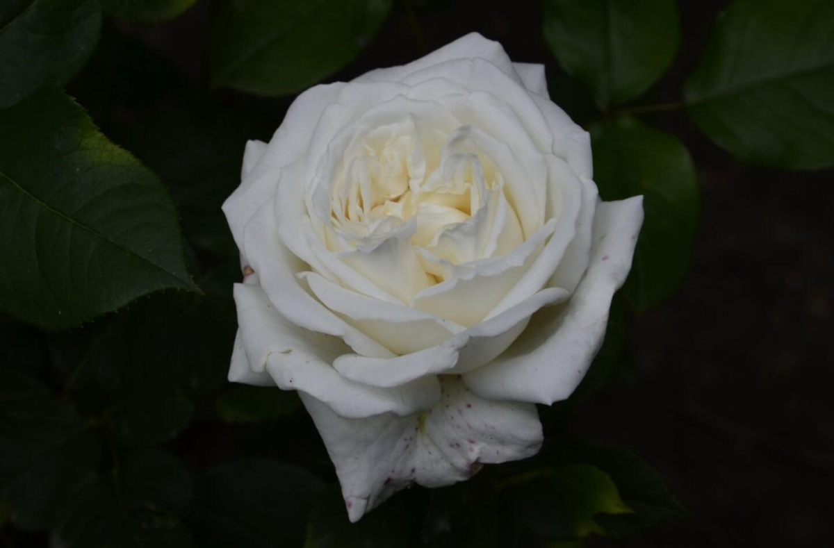 роза Пьер Ардити.