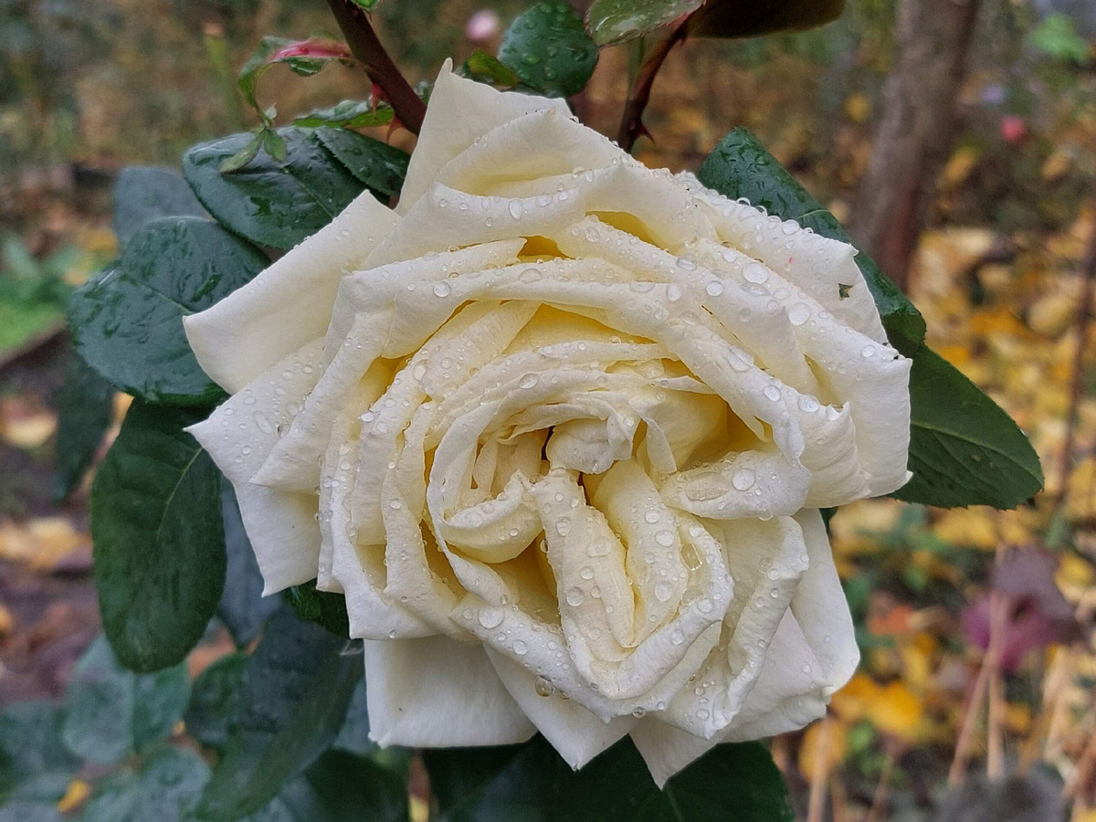 Осенний цветок.