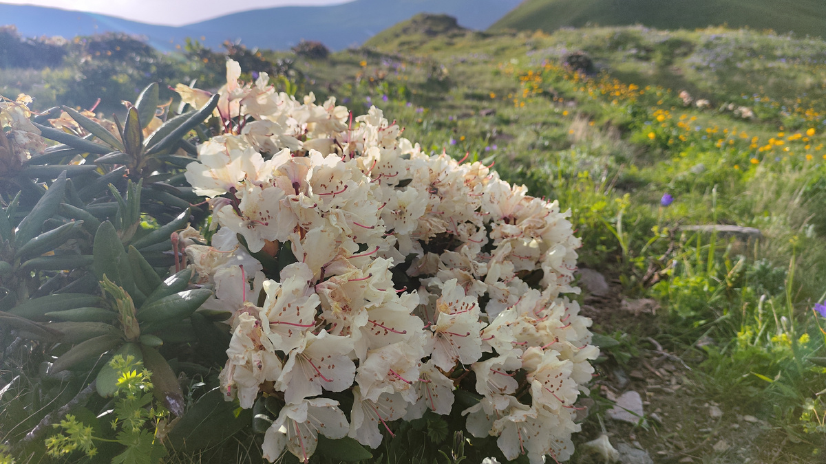 чудесный летний рододендрон с просторов долины Бескеса