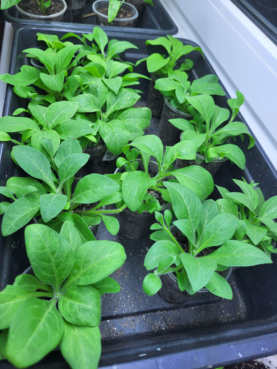 Кустики петунии для черенкования. Ещё маленькие,  но здоровые и крепкие. 