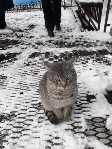 Кот которого я покормил от души