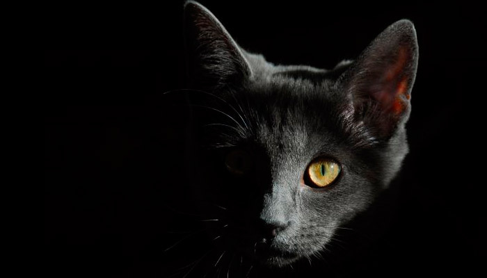 24 января  народе отмечается Федосеев день. Фото: pxhere.com 