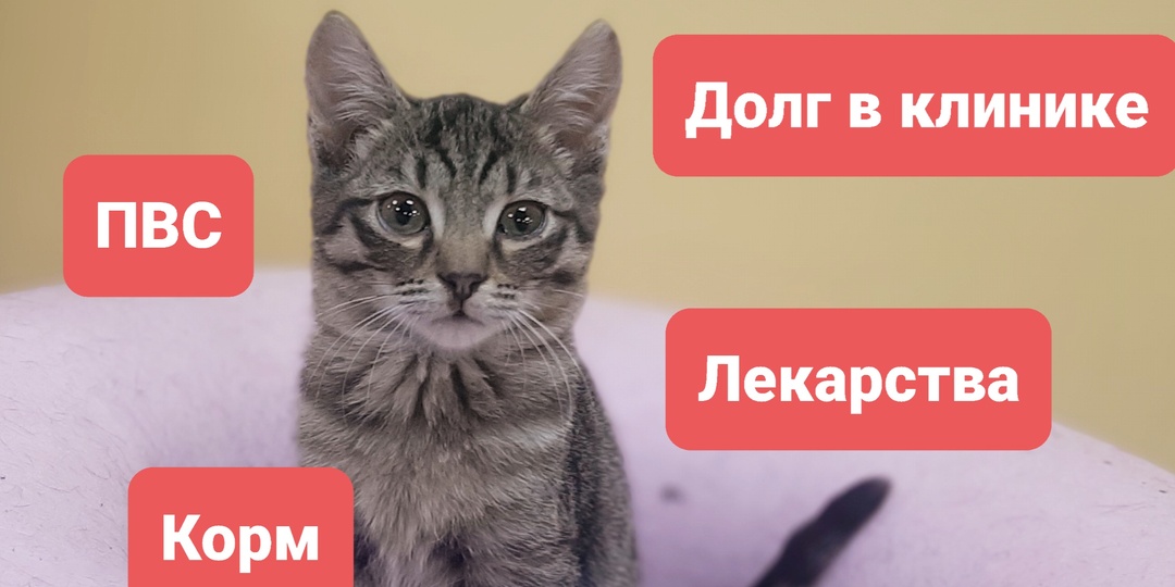 Аренда, долг в клинике, срочные расходы на лечение, корм ...приют нуждается в любой помощи