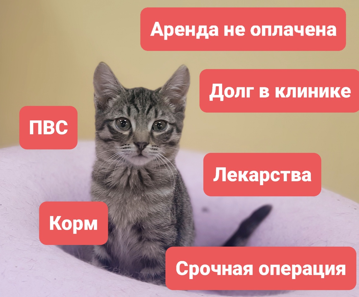 Пайк подрос. В однодневном возрасте  он и две его сестренки были подброшены на крыльцо Котландии; и были выкормлены нашей Тасей. Пайк ищет своего Человека. А пока его дом - приют. И очень нужно сохранить этот дом.