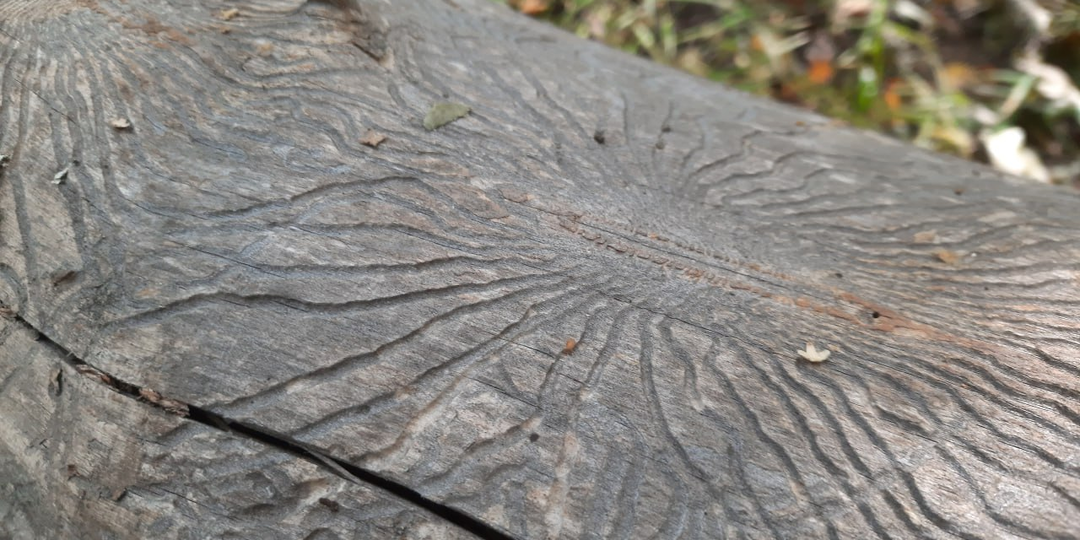 "Инопланетный" узор на дереве. Кто сделал?