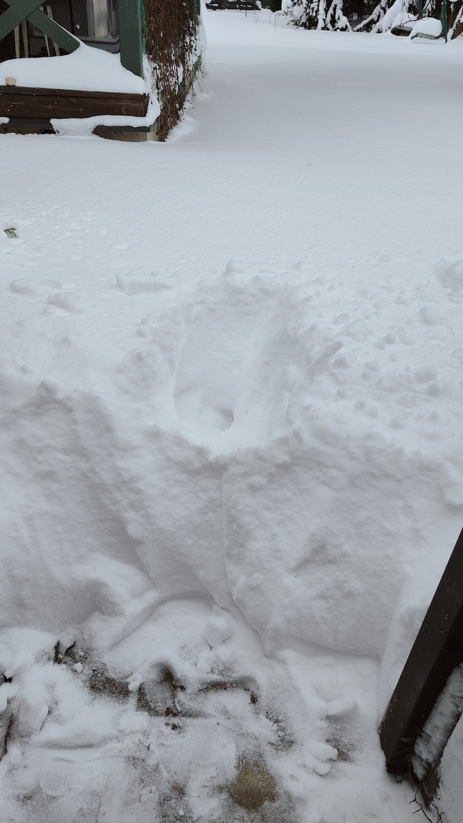 Калитку откопали и я сделала шаг в качестве разведки.