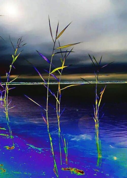 Этюдик в японском стиле. Камышинный хара-кири. ;-)