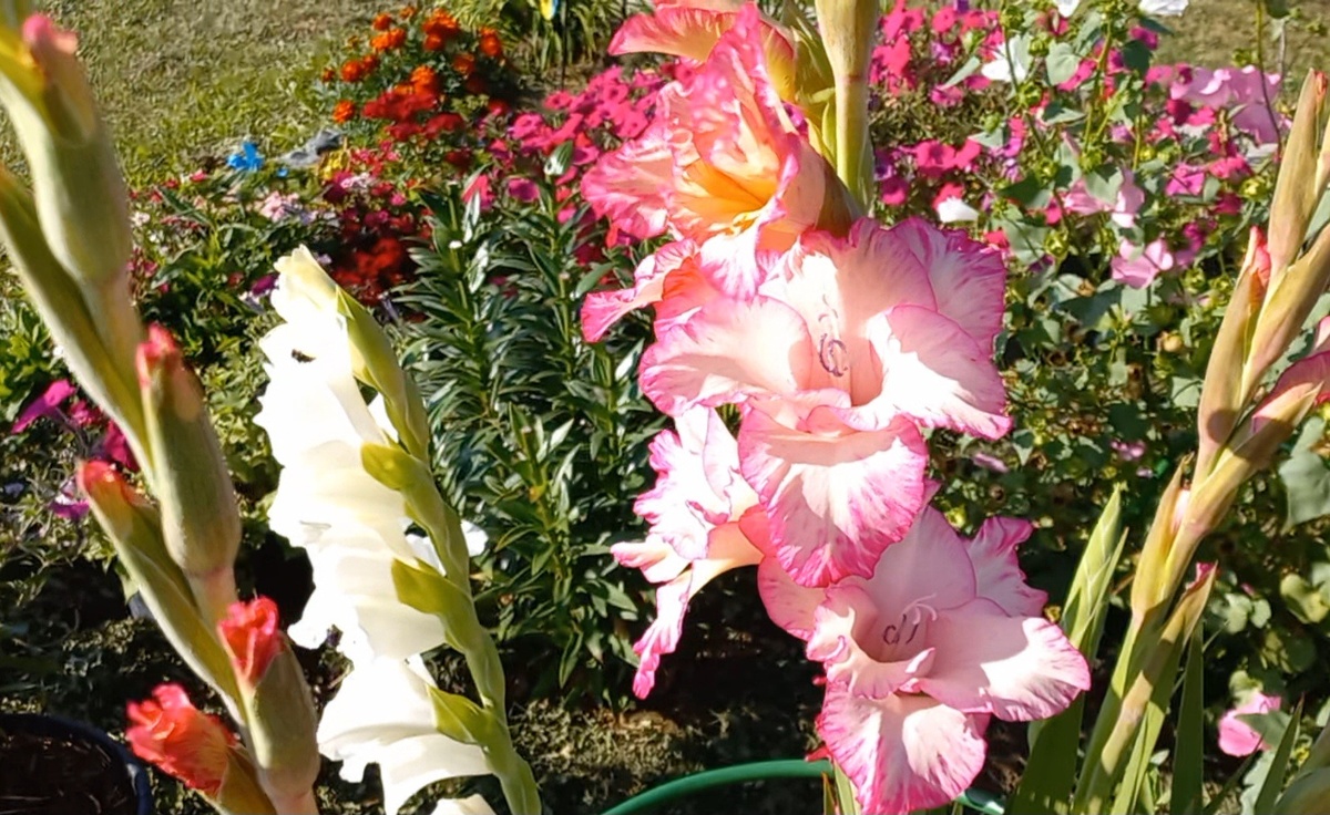 Цветы в саду, фото автора