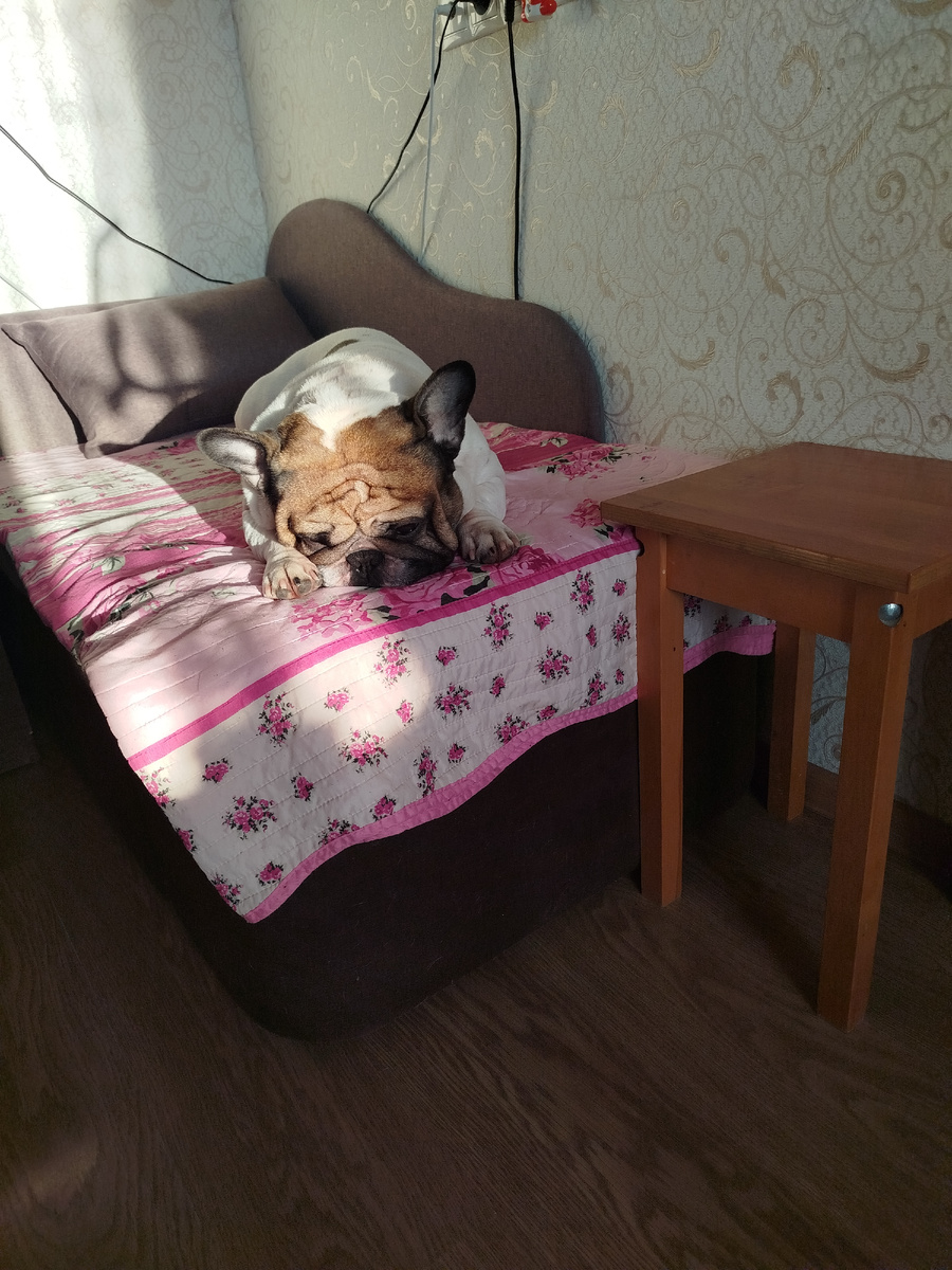 Стич - французский бульдог