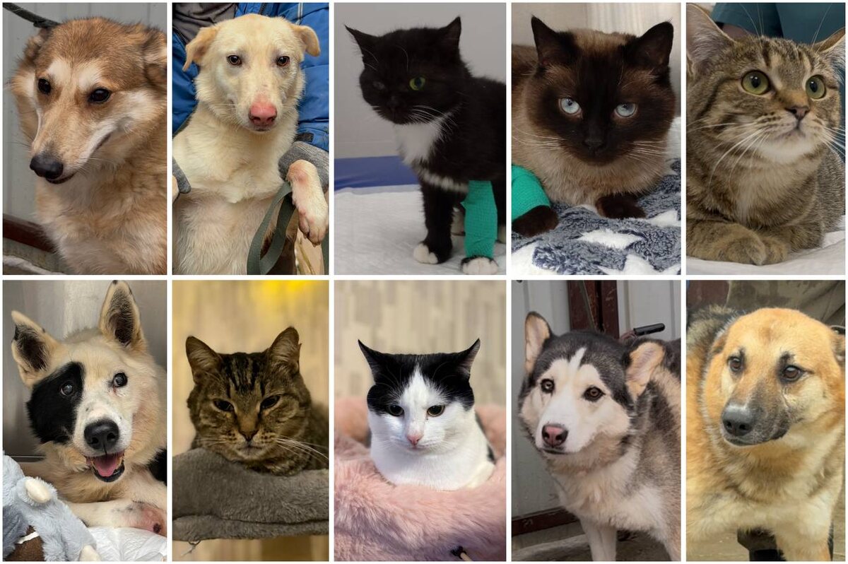 Наши спасеныши. Рандомная компания 💔