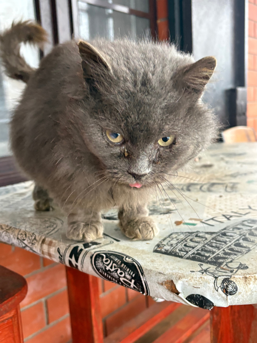 Уберите собаку с участка!!! Везде фото автора.