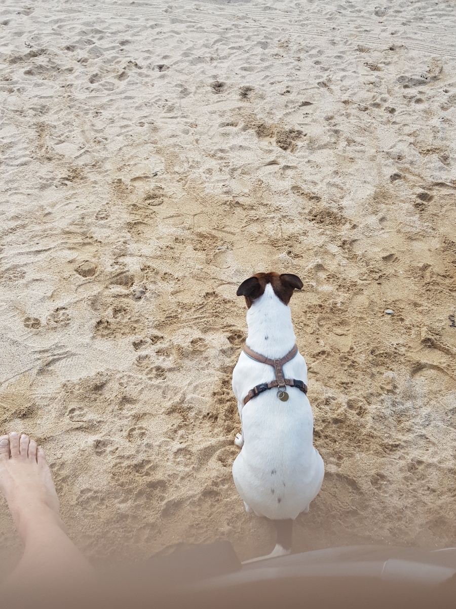 Стелла 2012-2026