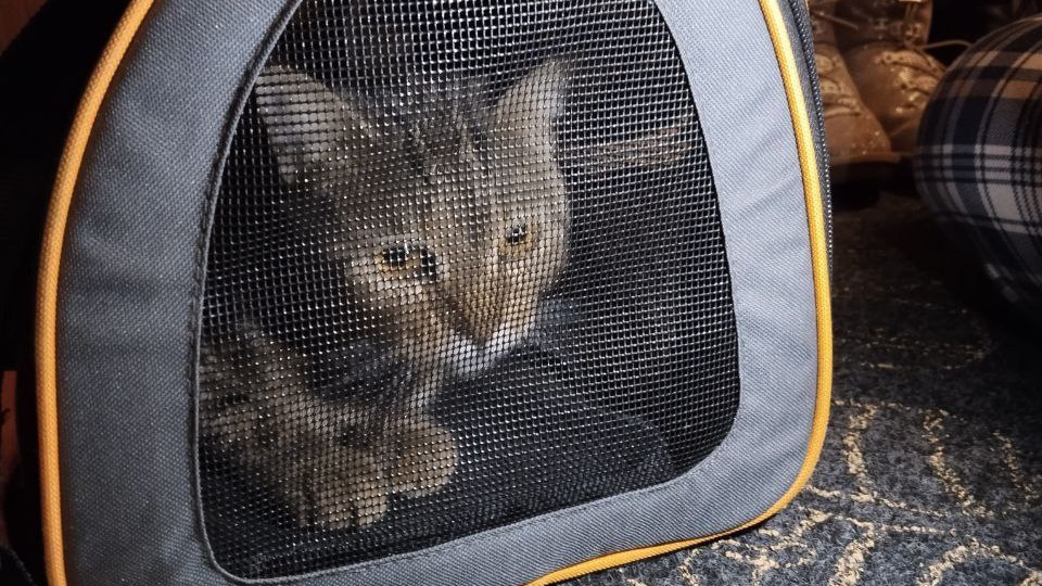 Нашли нового хозяина кисуне