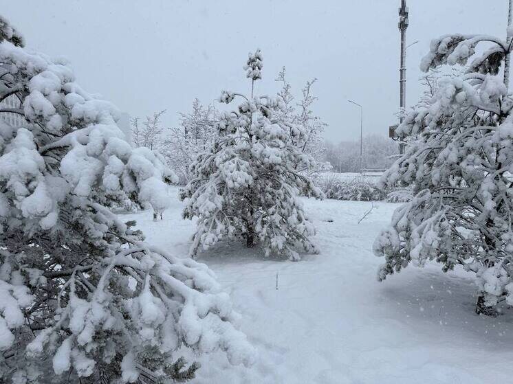     «МК-Кострома»