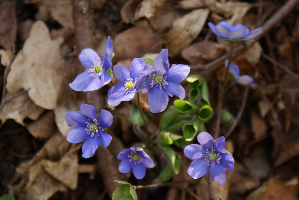 Цветы печёночницы