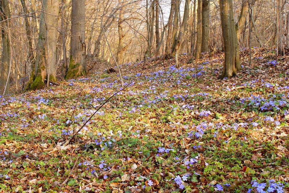 Печёночница