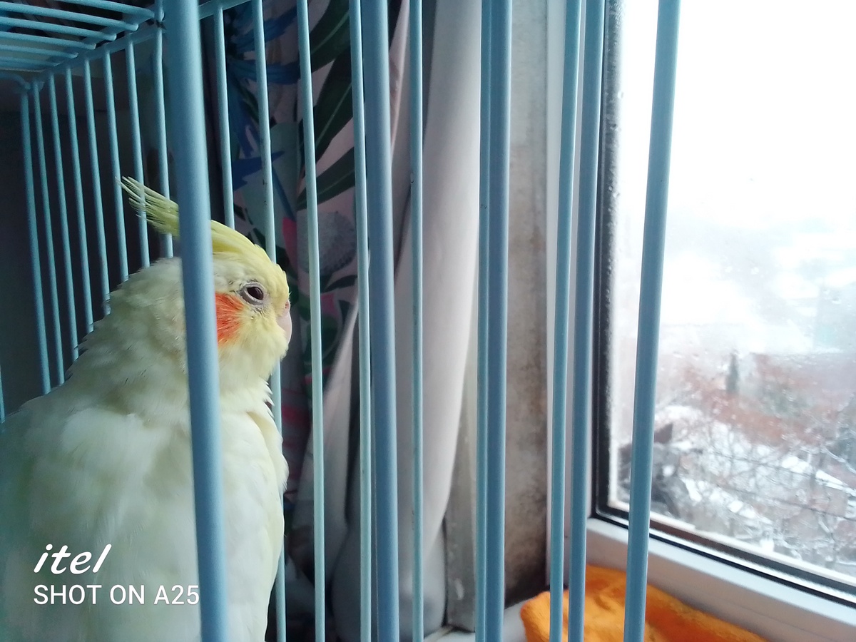 1. Что нужно для кореллы 