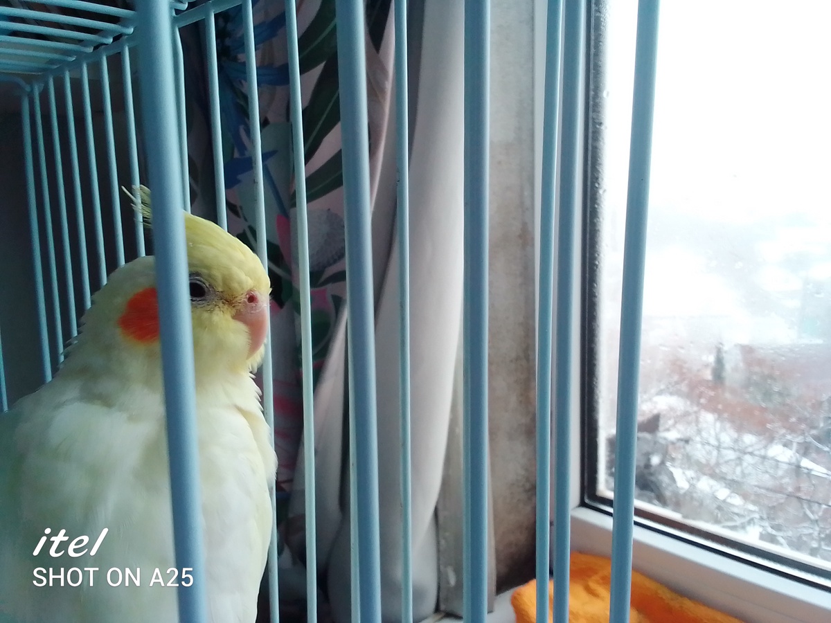 2. Какие игрушки давать кореллам