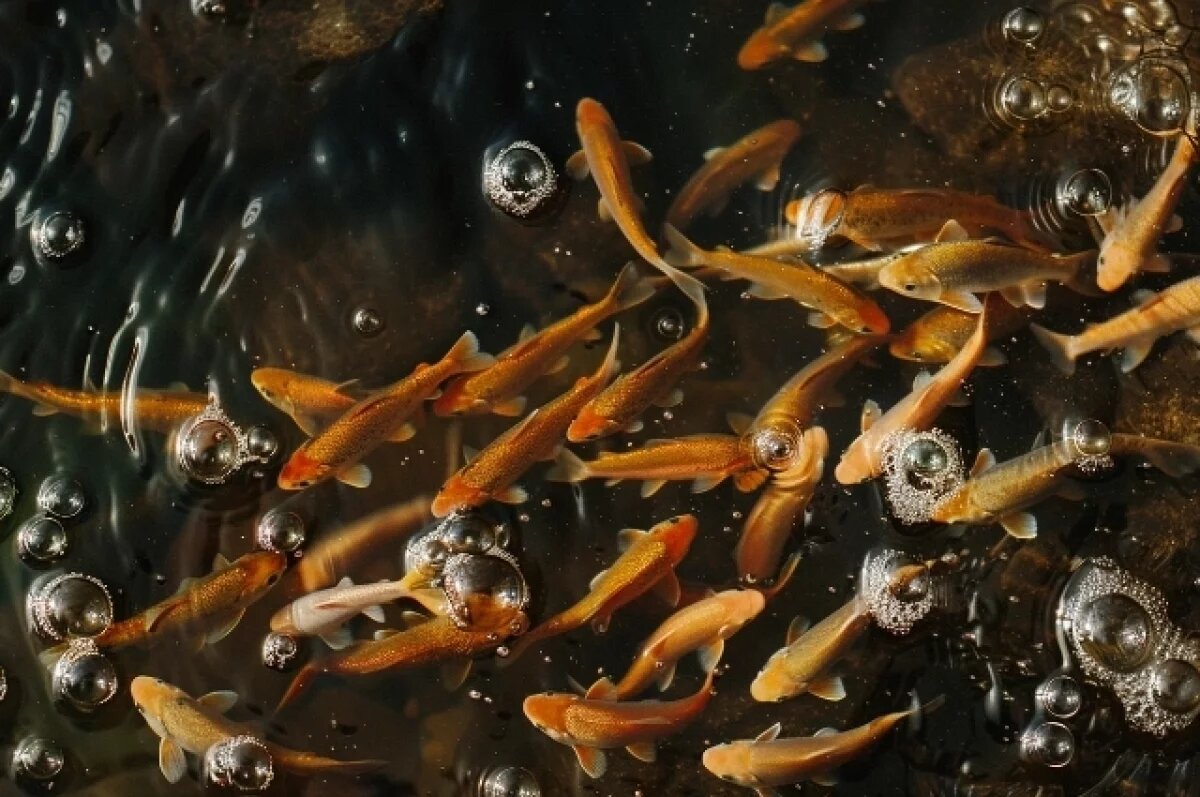    В посёлке Прудное запущено крупнейшее в области производство форели