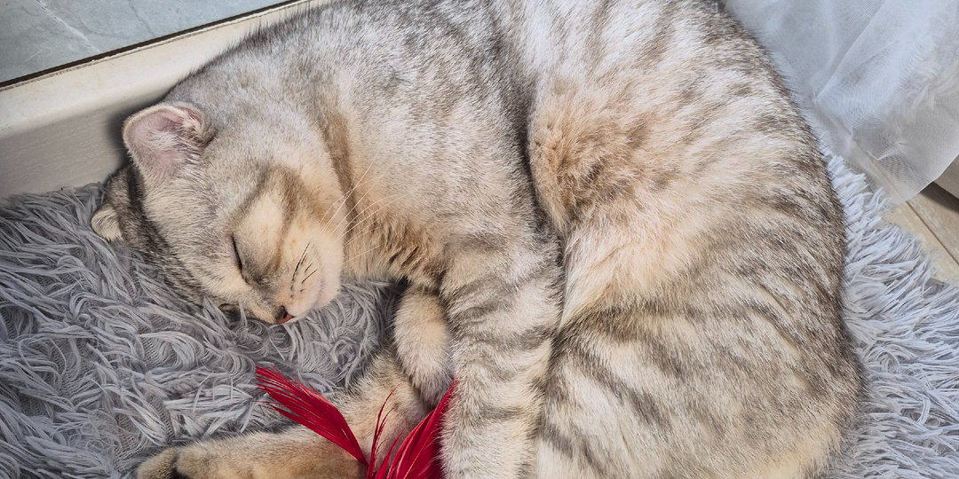 Как коты выбирают «своего» человека