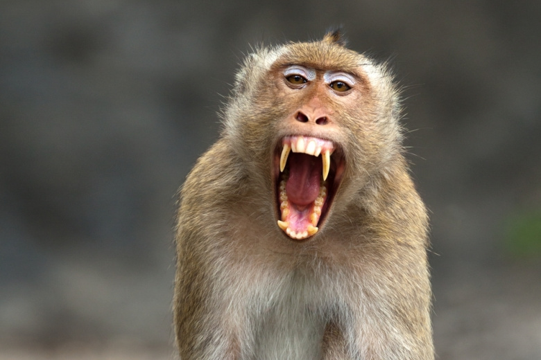    Shutterstock/FOTODOM