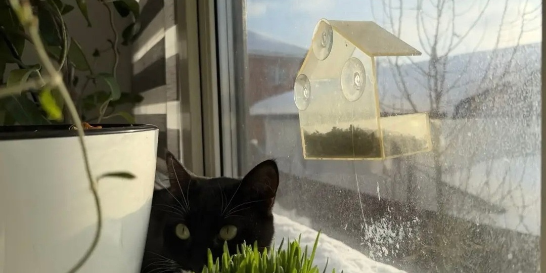 🌍 Зима… Птицы ждут нашей заботы