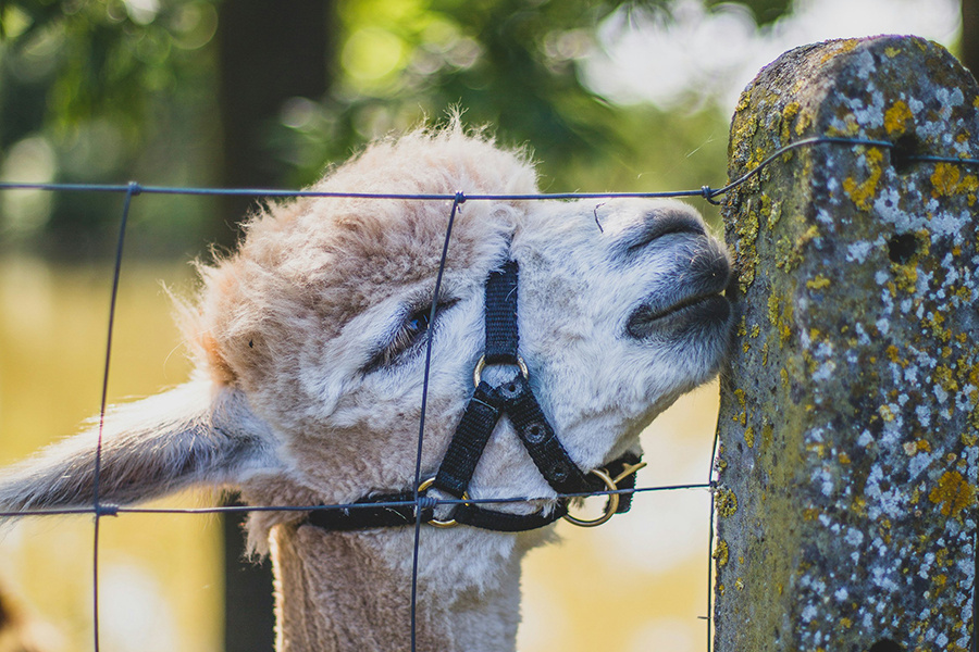 Новое исследование показало, что пациенты с редким типом рака костей, у которых не было вариантов лечения, жили дольше при применении экспериментального средства.📷    Фото: Bram Van Oost / Unsplash.com
