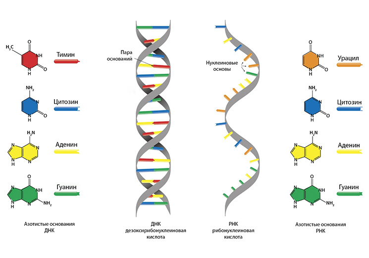 Химический состав ДНК и РНК человеческого организма.