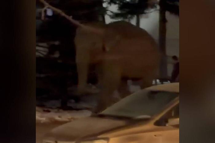 Обложка © Telegram / БЕГУН онлайн чат