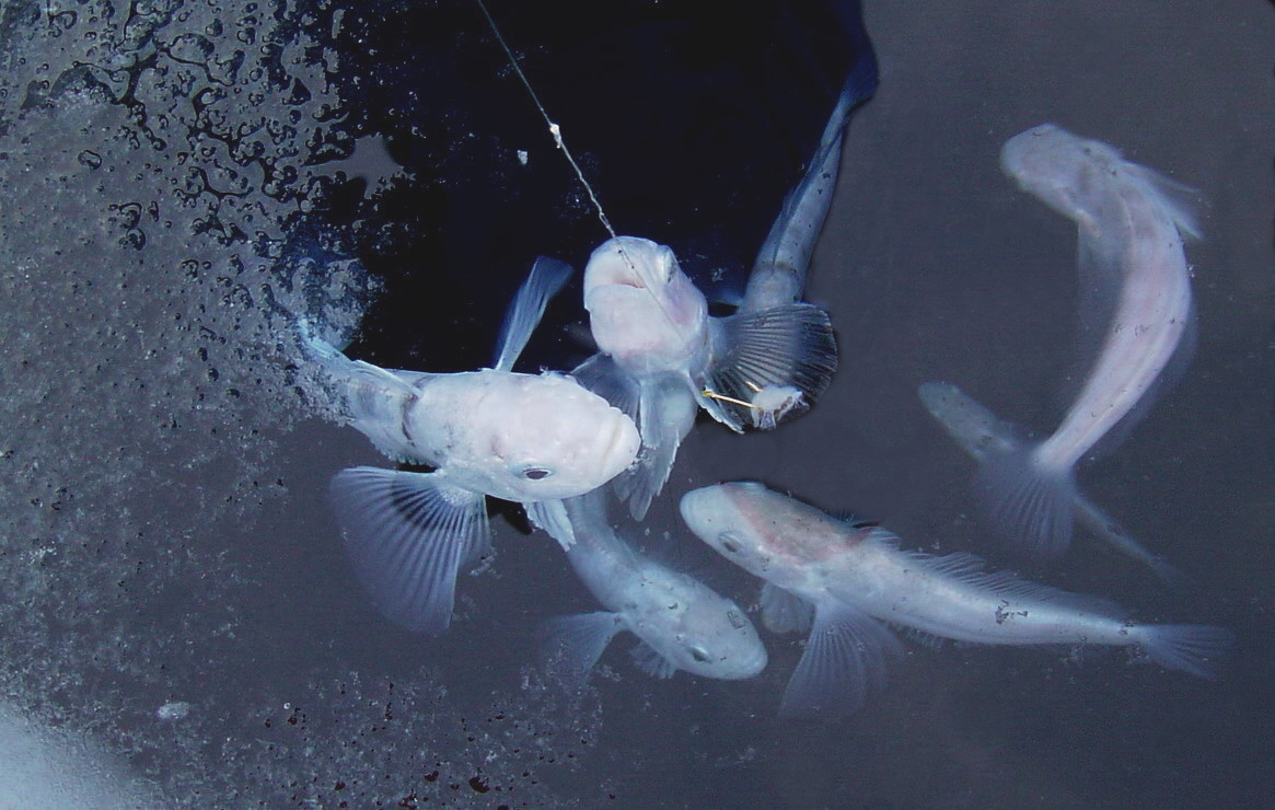 В чёрной глубине трещины хорошо были видны спины, неторопливо плавающих рыбёшек