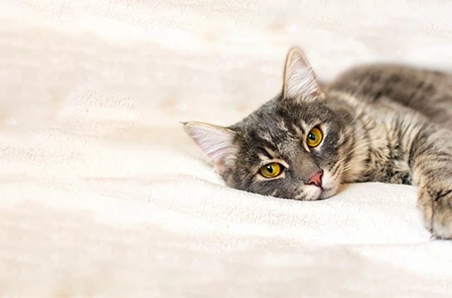 Что важно знать о кошачьей температуре