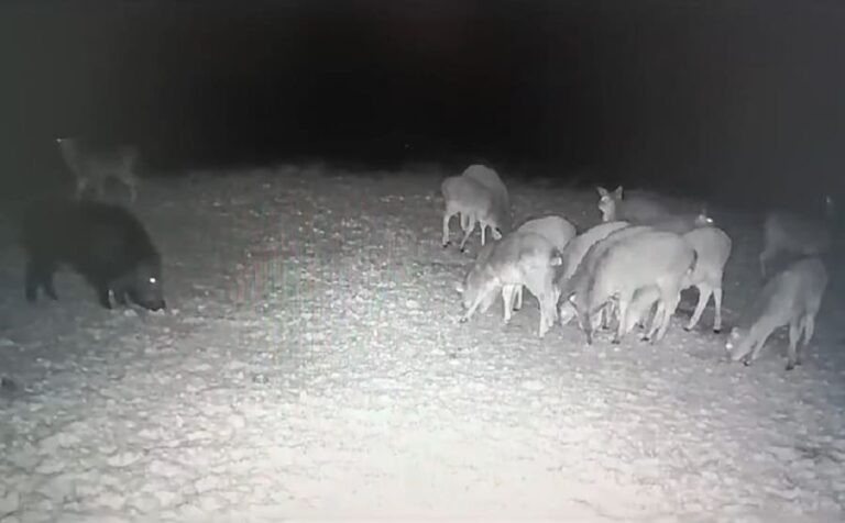 В Злынке “пристрелили” горе-охотников на косуль