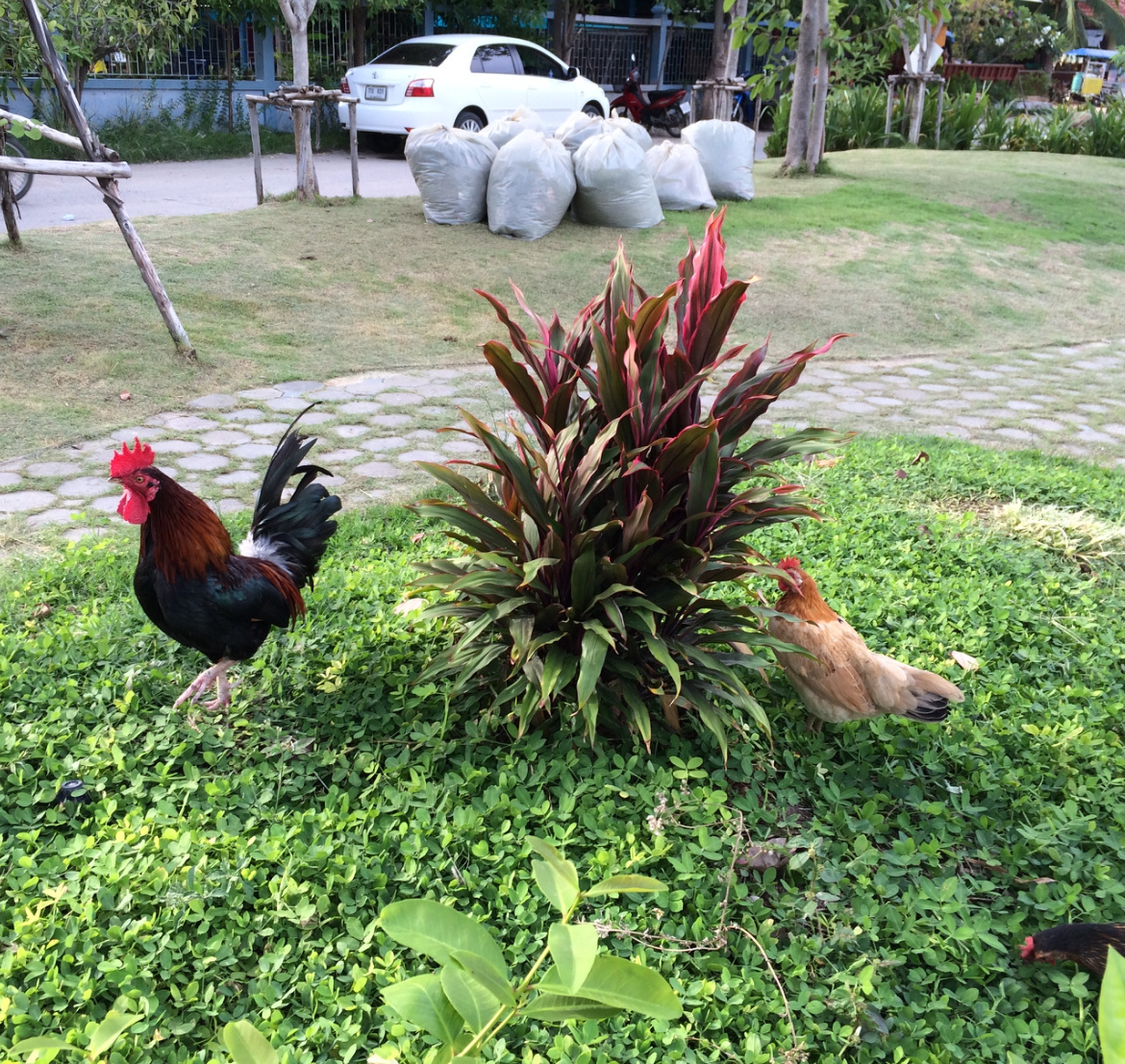 Тайского Петуха нашла для субботней астросводки)