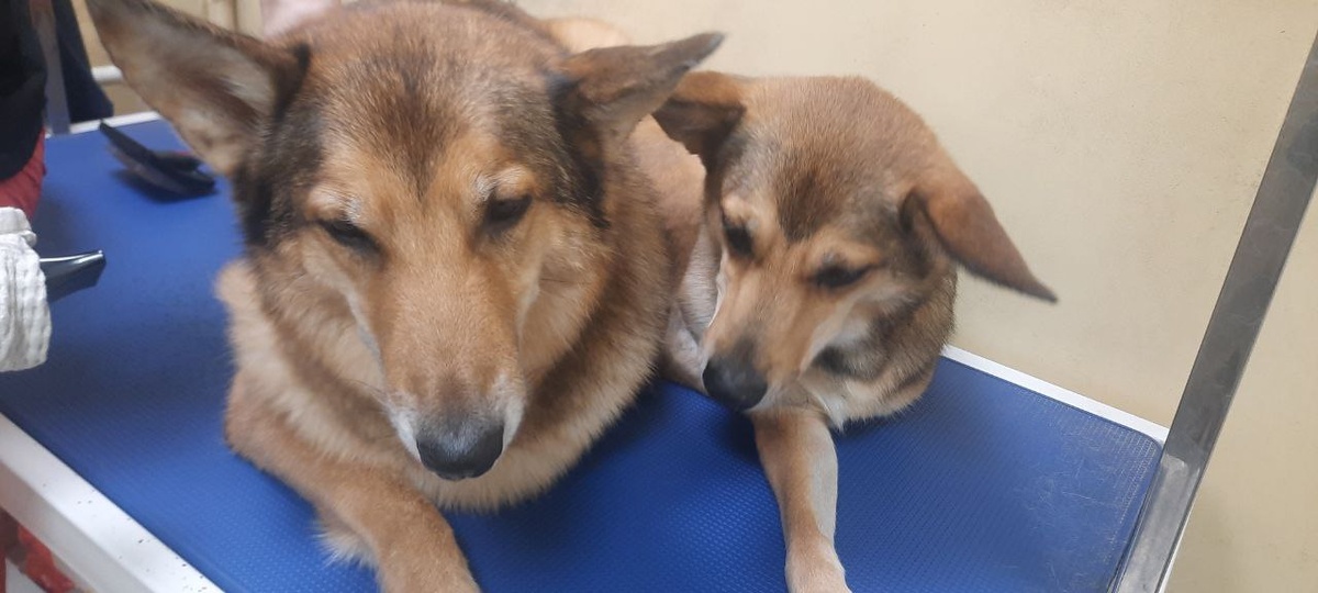 В салоне красоты для собак. Тоже вместе