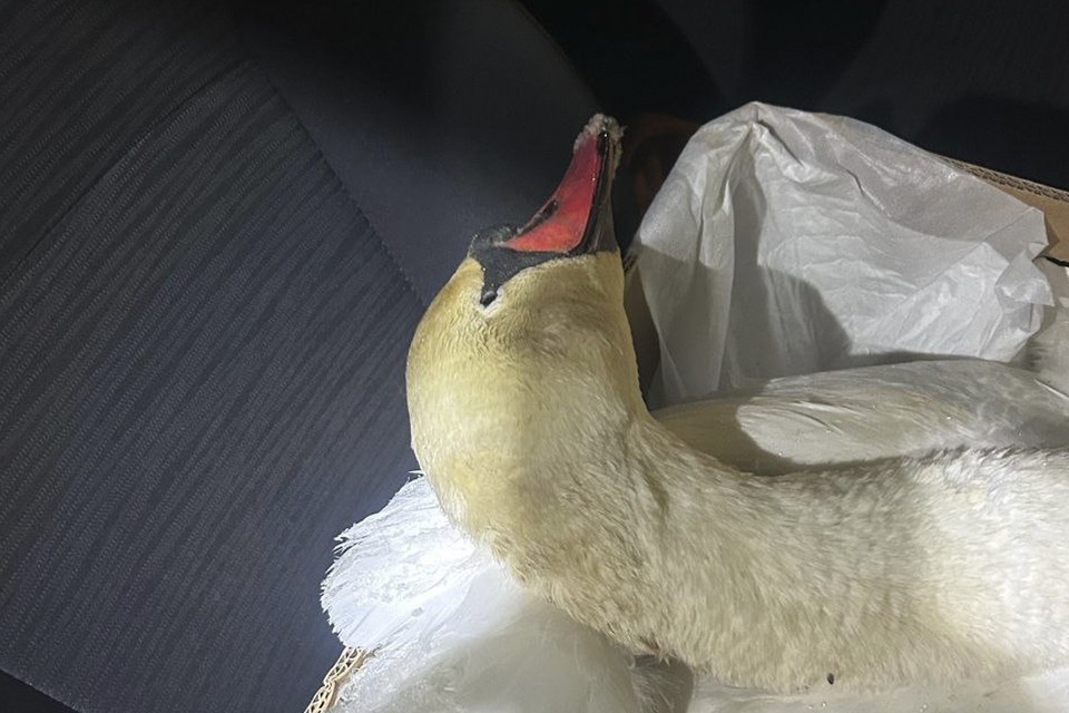    Волонтеры спасли лебедя, попавшего в ледяную ловушку. Фото: t.me/koshkispas